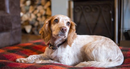 English Cocker Spaniel