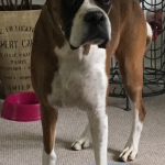Dog Home Boarding Kempsford