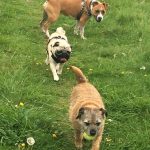 Dog Walker Kempsford