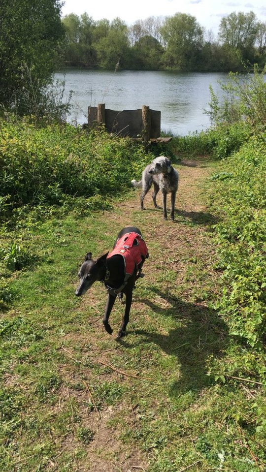 Dog Walking Service Kempsford