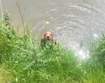 Dog Heatstroke