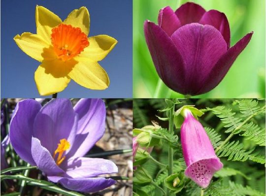 which plants are poisonous to my dog