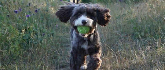 The Cockapoo