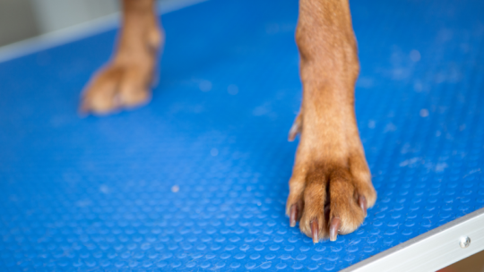 Dog Nail Trimming