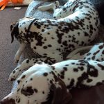 Home Boarding for Dogs Stafford
