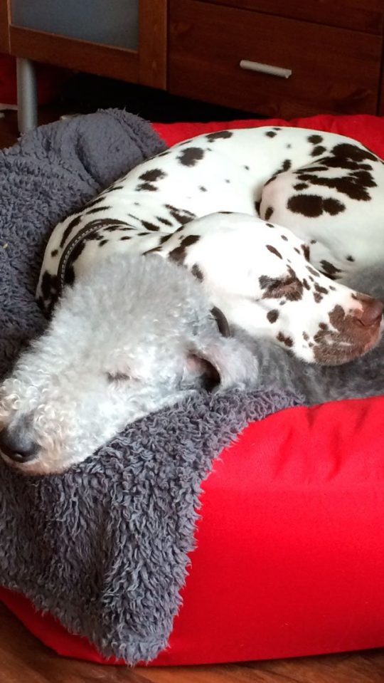Dog Home Boarding Stafford