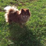 Dog Walking Service Stafford