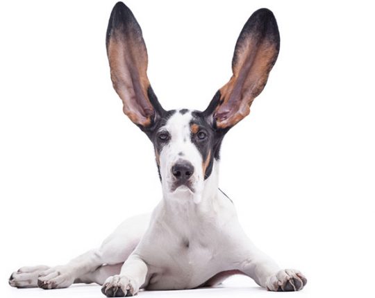 How to Clean Your Dogs Ears