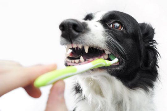 How to Keep Your Dog's Teeth Clean