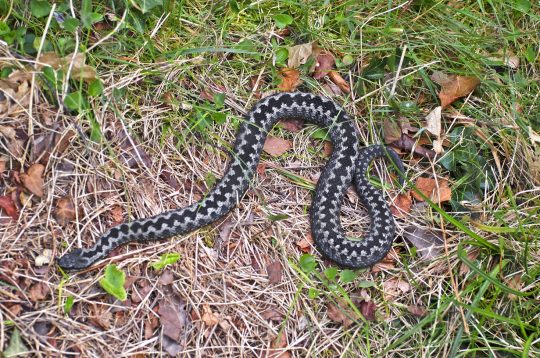 Adder Bites and my Dog