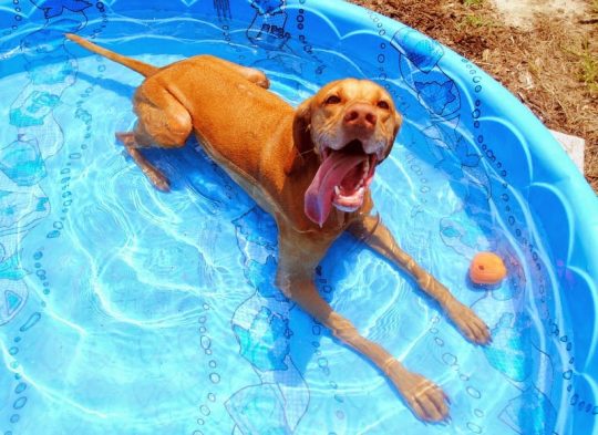 How to Keep a Dog Cool