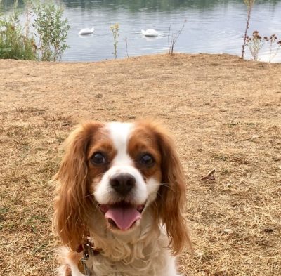 Dog Care In Kempsford
