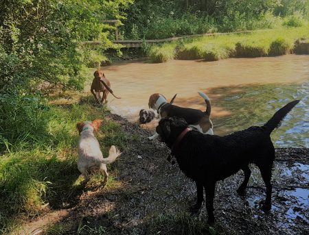 Dog Walking Service in Carterton