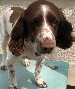 Dog Walking Service in Stafford
