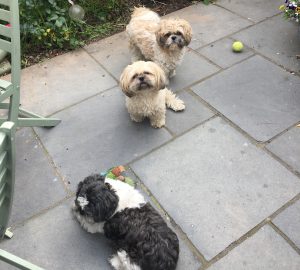 House Sitting Freckleton