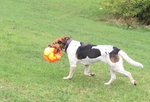 Professional Dog Walking, Freckleton