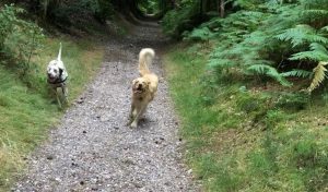 Dog Walking Service in Stafford