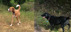 Dog Walking Service in Stafford