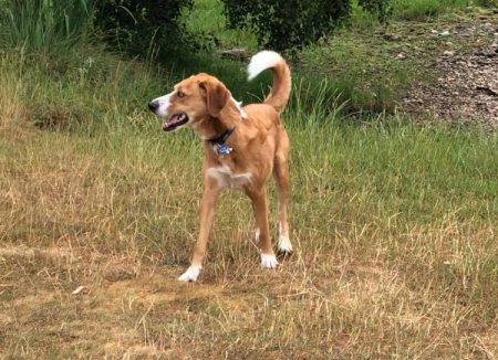 dog walking and home boarding in stafford