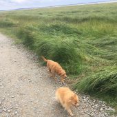 Professional Dog Walking Service in Freckleton