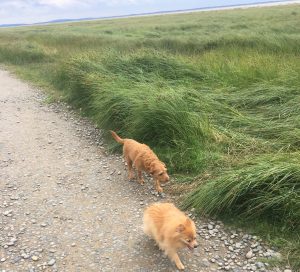 Professional Dog Walking with James Falder