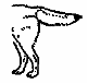 Canine Body Language 