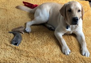  Doggy Day Care in Stafford