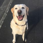 Professional Dog Walker in Warton