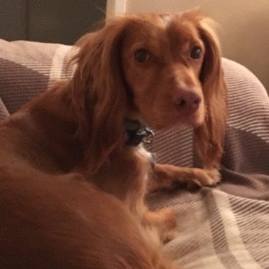 professional dog walking service in Ringwood