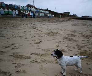 Dog Walkers in Christchurch