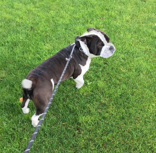 Dog Walking Service in Lea