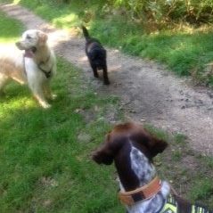 Professional Dog Walking Service in Verwood