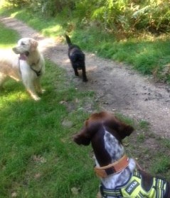 Professional Dog Walking Service in Verwood