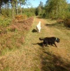 Dog Walker in Ringwood