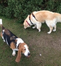 Dog Walker in Ringwood