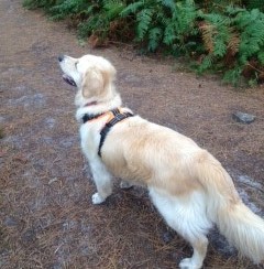 Professional Dog Walking Service in Verwood