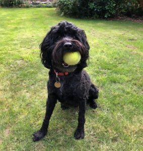 Professional Dog Walker in Stafford