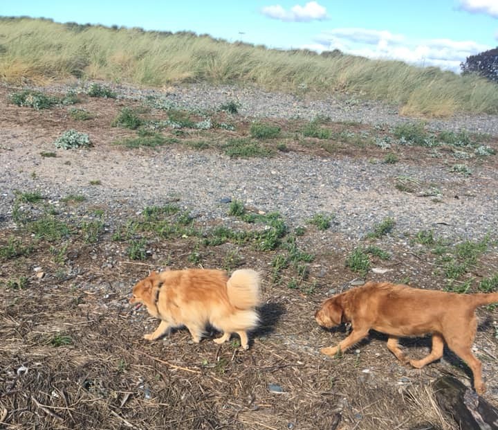 Professional Dog Walking Service in Lytham St Anne's