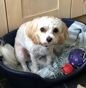 Professional Dog Walker in Stafford