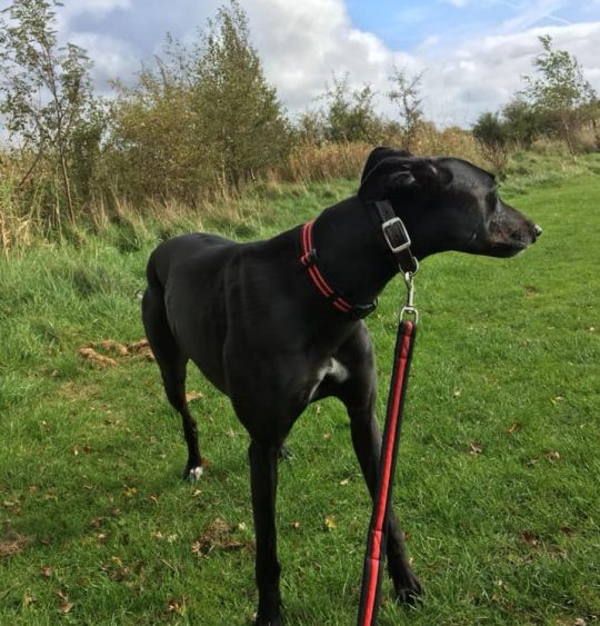 Professional Dog Walking Service in Warton