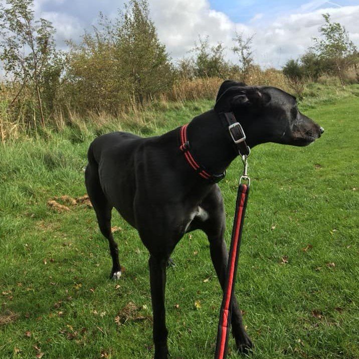 Professional Dog Walking Service in Warton