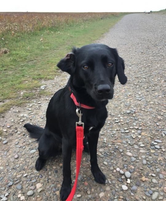 Professional Dog Walker in Lytham St Anne's