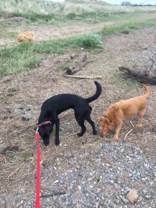 Professional Dog Walker in Lytham St Anne's