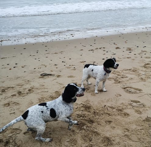 Dog Walkers in Christchurch