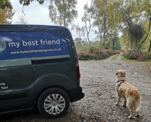 A week in the life of a New Forest Dog Walker