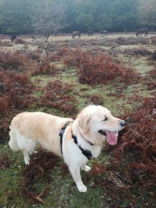 Dog Walking Service in Ellingham & Harbridge Forest