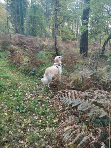 Dog Walking in Linford Bottom, Ringwood