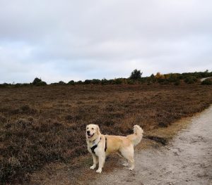Dog Walking in Smugglers Road, Crow Hill, Ringwood