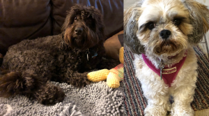 Dog Boarding in Eccleshall