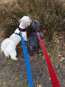 Dog Walking and Boarding in Ringwood